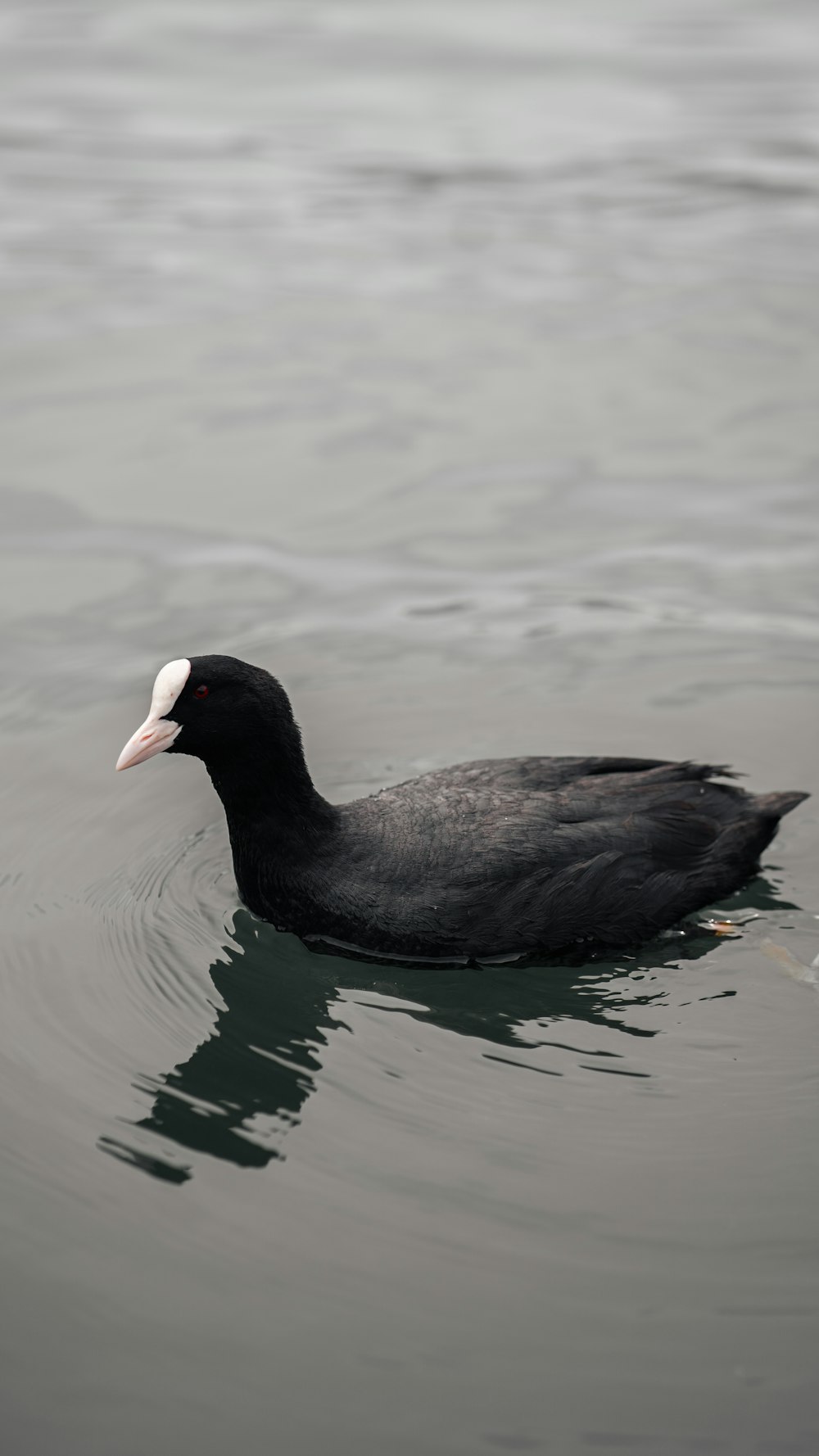 a black and white bird floating on top of a body of water