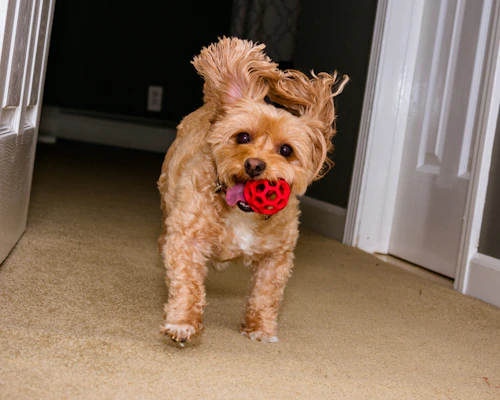 A playful dog interacting with a sleek automatic ball launcher in a bright living room.