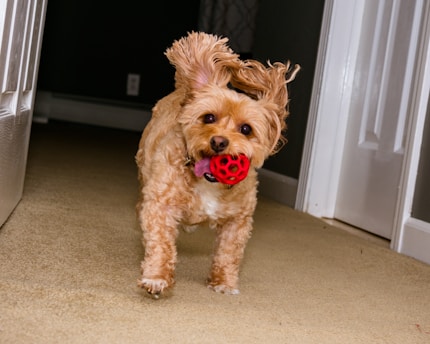 A small, fluffy dog with light brown fur is playfully running inside a house, holding a red ball toy in its mouth. Its ears are flapping in the air as it moves energetically across the carpeted floor. The hallway is dimly lit with white doors on either side.