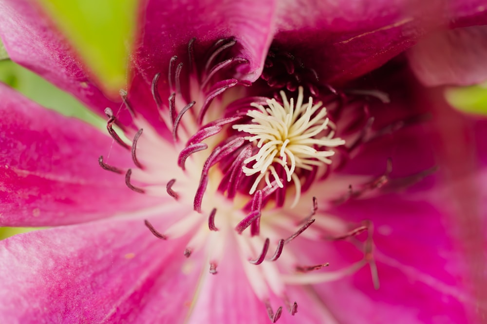 a close up view of a pink flower