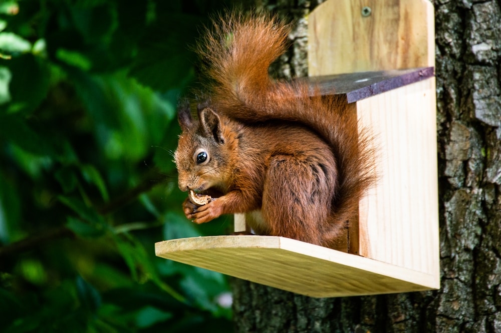 a squirrel eating food out of a bird feeder