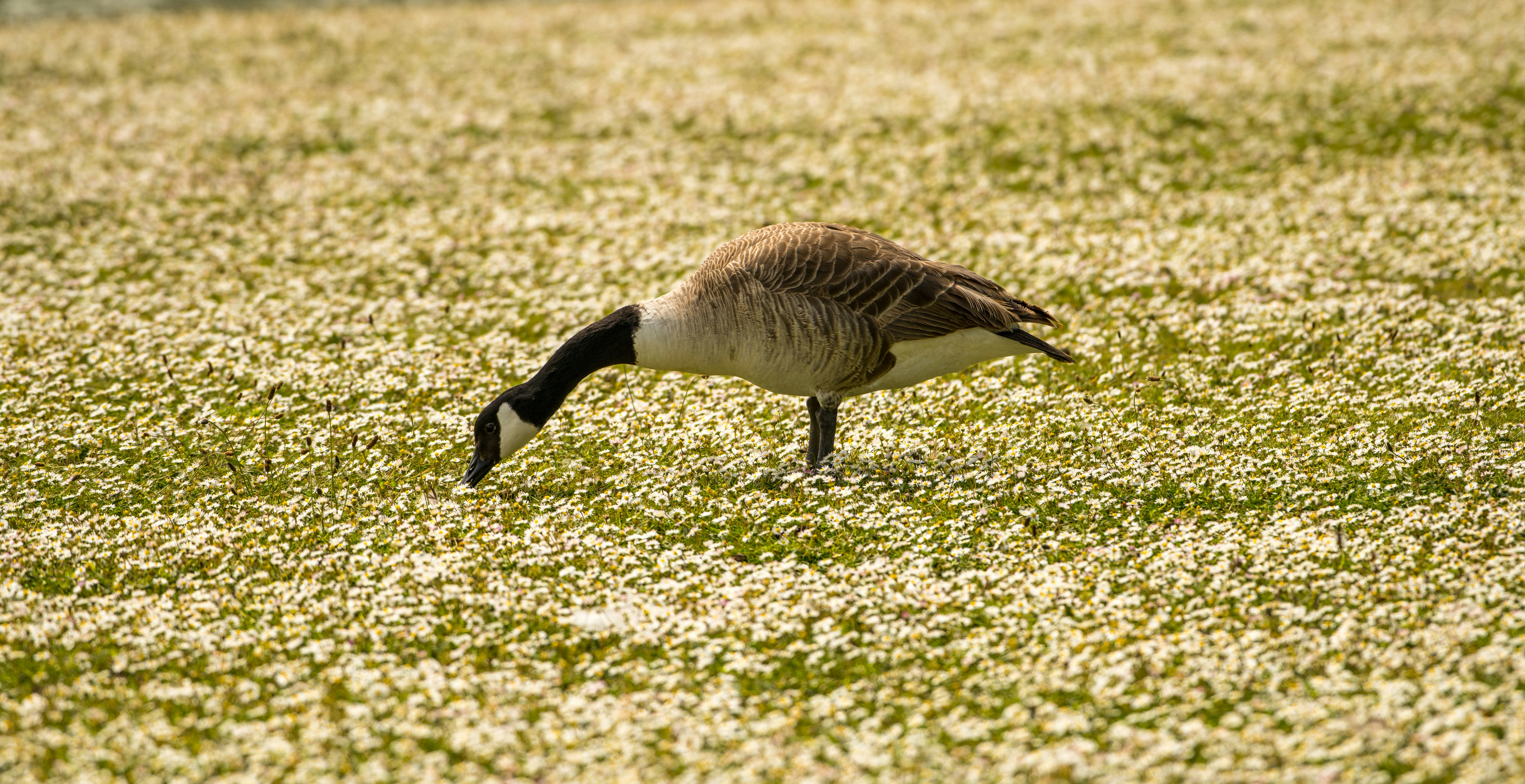 Photo by markmcneillphotography