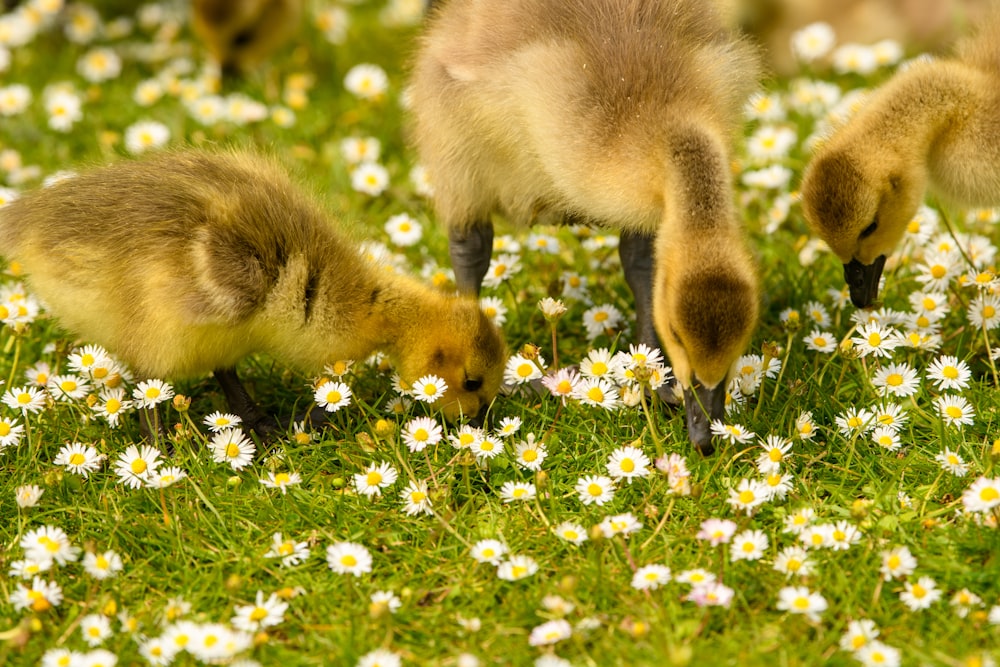 a group of ducklings in a field of daisies