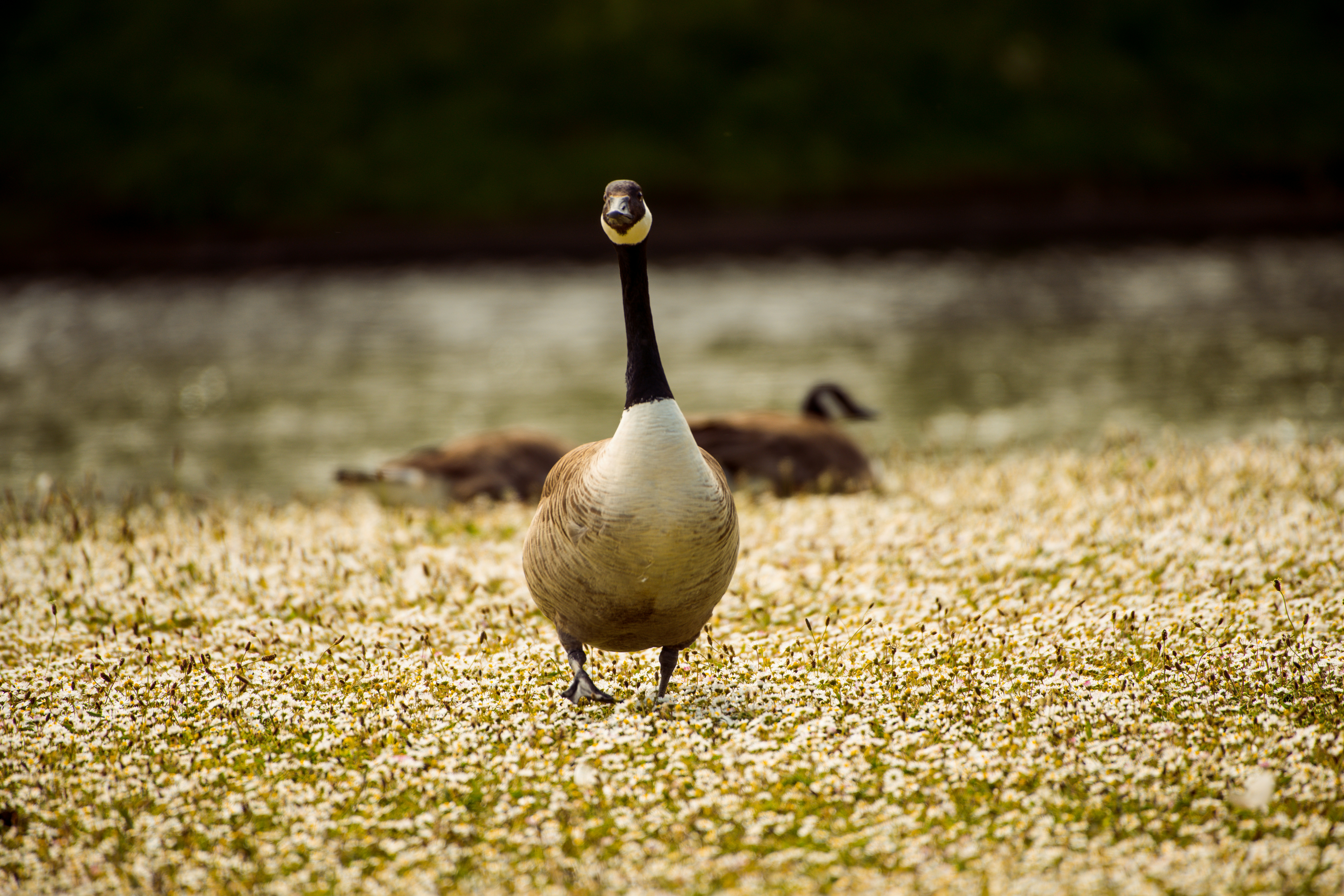 Photo by markmcneillphotography