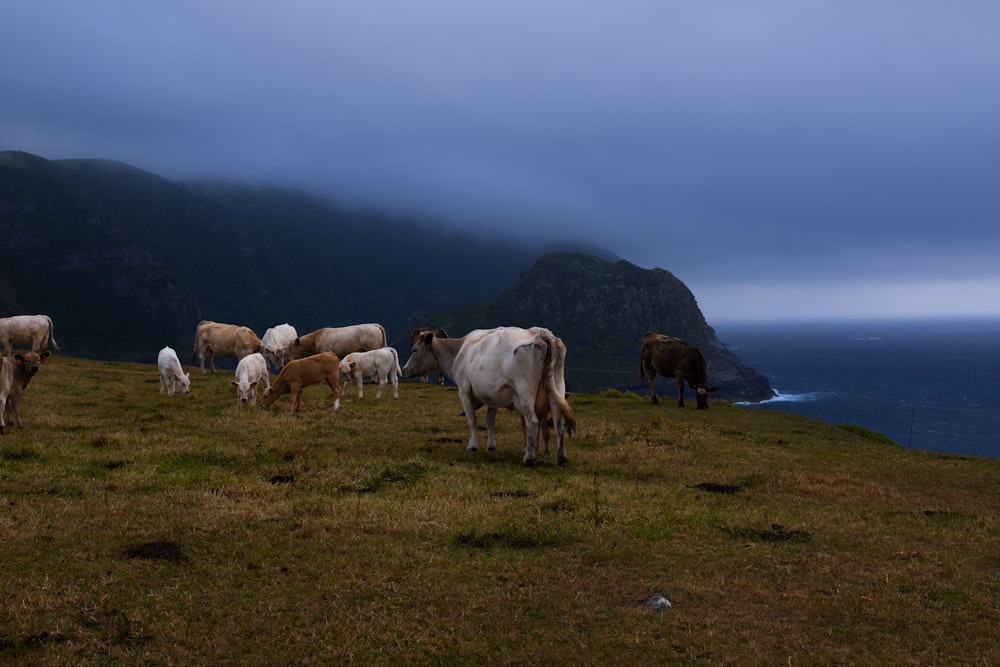 Un troupeau de bovins debout au sommet d’une colline couverte d’herbe