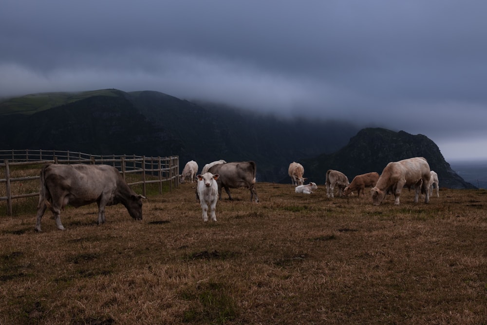 a herd of cattle grazing on a dry grass field