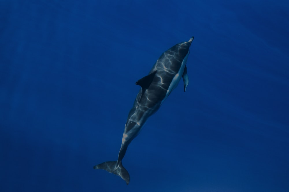 a dolphin swimming in the blue water
