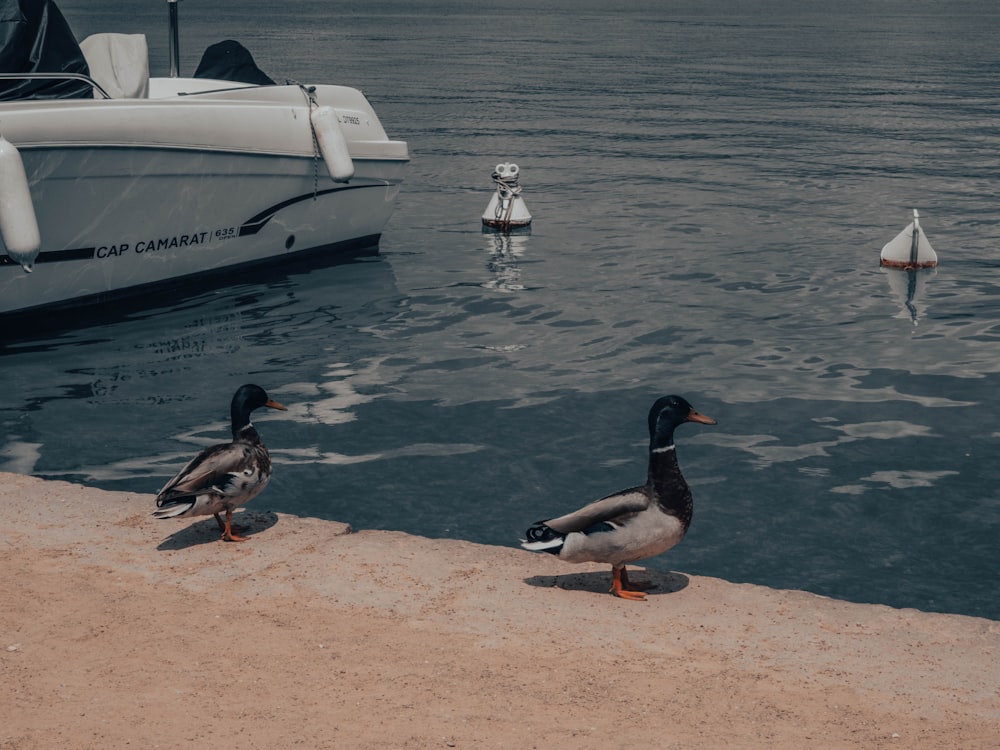 a couple of ducks standing next to a boat