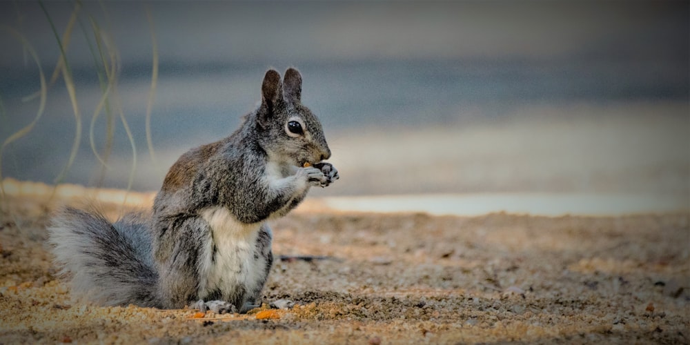 a squirrel sitting on the ground eating something