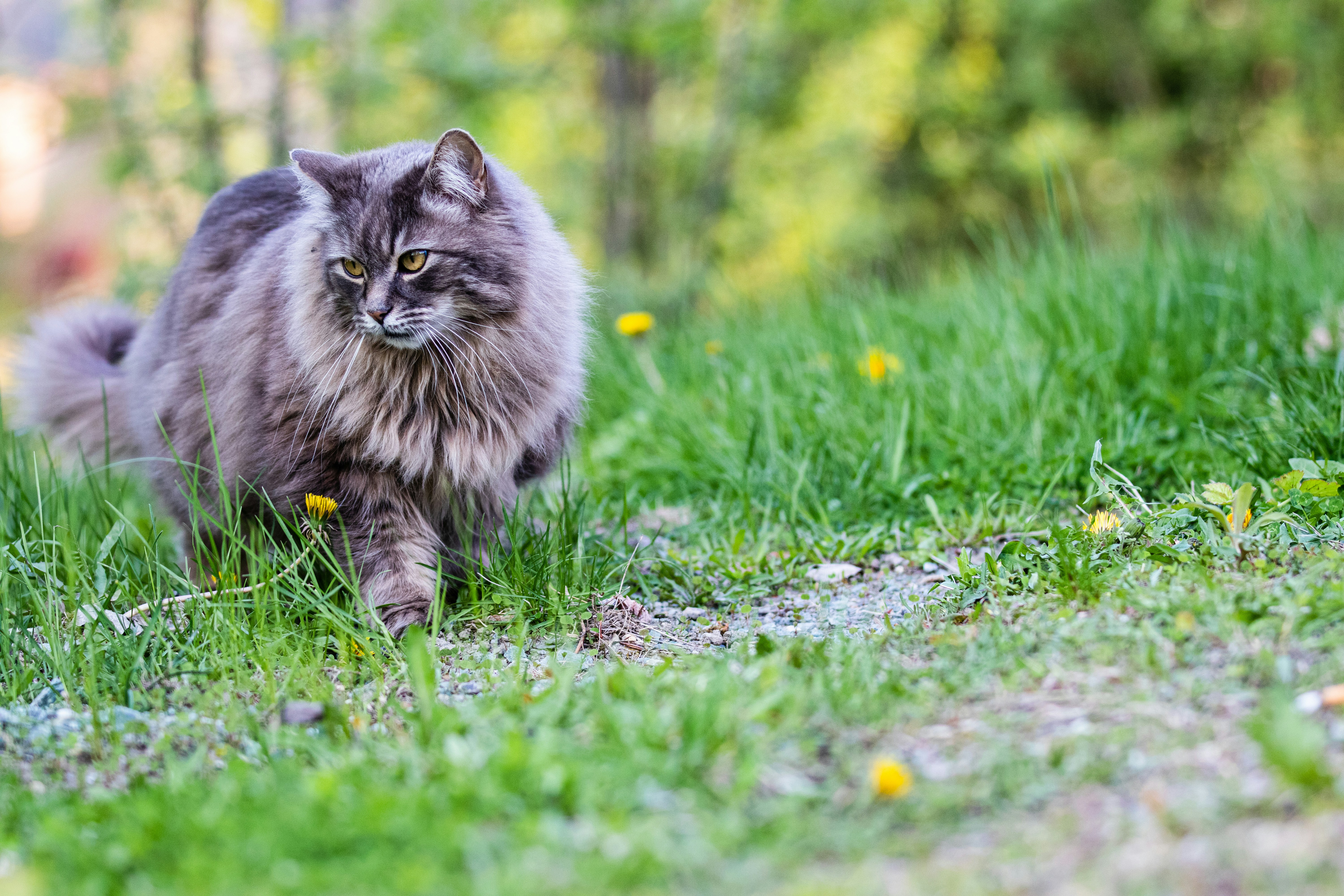 Photo by painchaud12