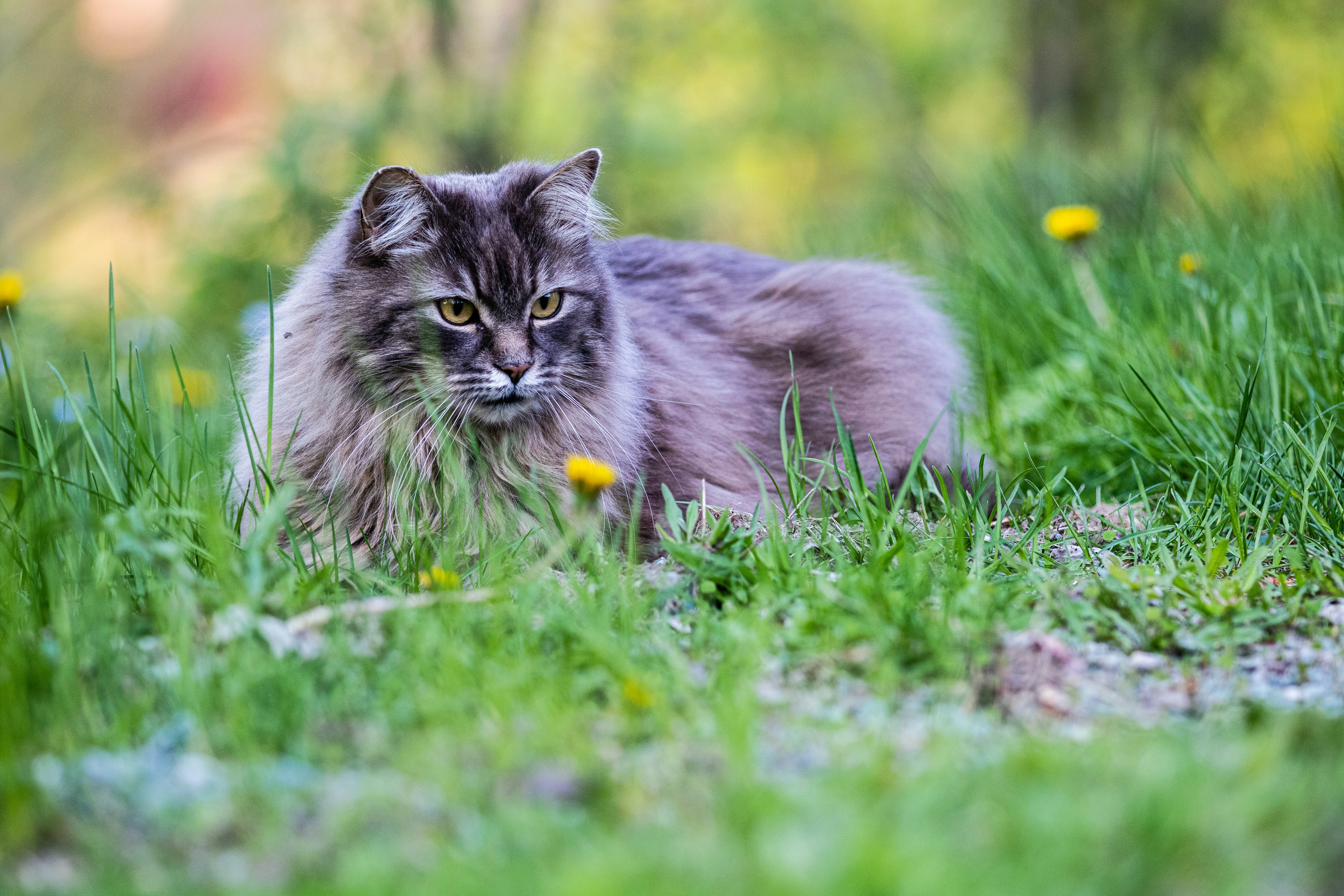 Photo by painchaud12