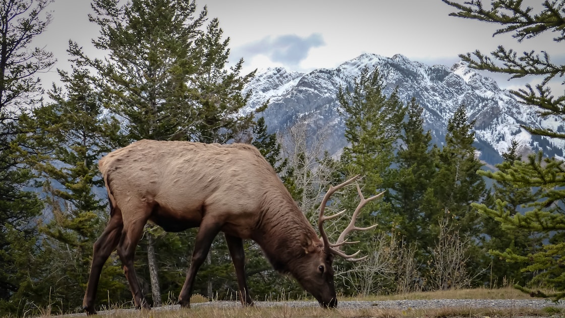 Archer in camo drawing back compound bow toward bull elk in aspen timber