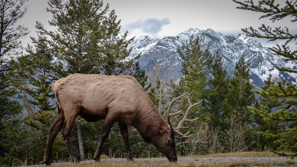 a large elk grazing in a field with mountains in the background