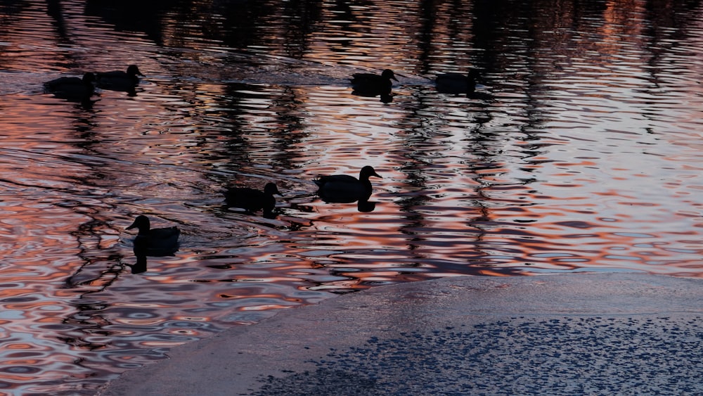 um bando de patos flutuando no topo de um lago