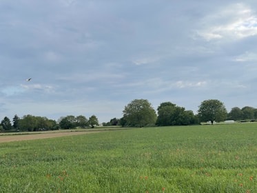 Wide shot of the peaceful outdoor field showing rows of green plants with several cardinals flying gently above.