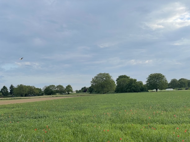 A peaceful field of sunlit marijuana plants with red northern cardinals perched and flying among them.