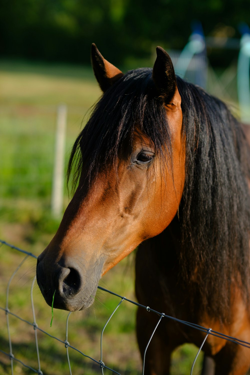 a brown horse standing next to a wire fence