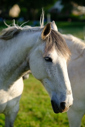A close-up of a white horse with a gentle expression, standing in a grassy field. The horse's mane is lightly flowing, and sunlight casts a soft glow on its coat. Another horse is partially visible in the background, with trees and blurred natural scenery providing a tranquil backdrop.