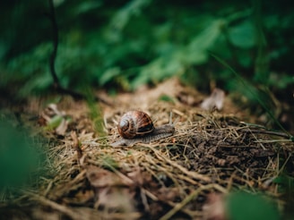 A close-up of a snail moving across a forest floor covered in dry leaves, soil, and small plants. The background is lush with green foliage, creating a serene and natural environment for the snail.