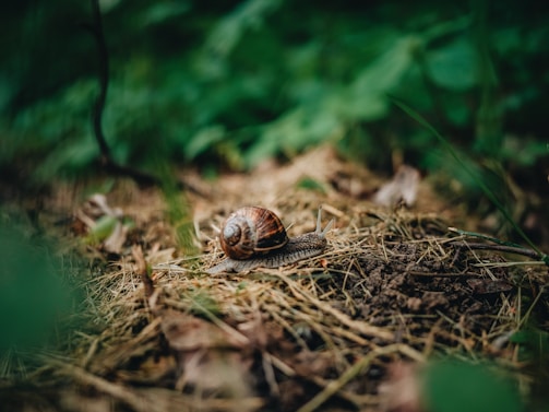 A close-up of a snail moving across a forest floor covered in dry leaves, soil, and small plants. The background is lush with green foliage, creating a serene and natural environment for the snail.