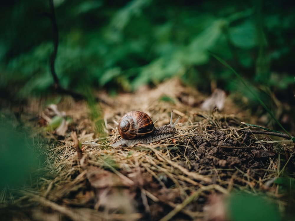 a snail crawling on the ground in the woods