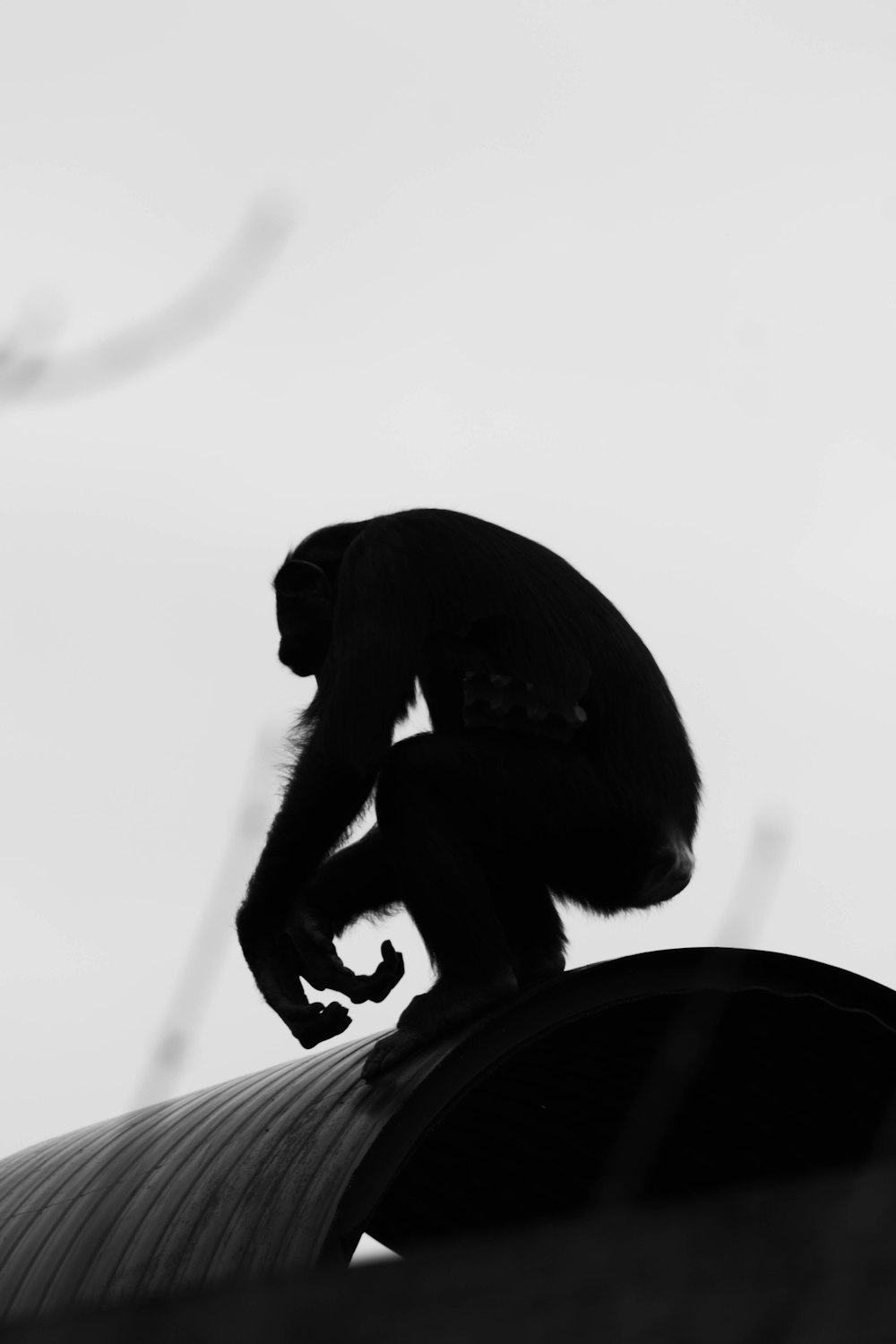 a black and white photo of a monkey on a roof
