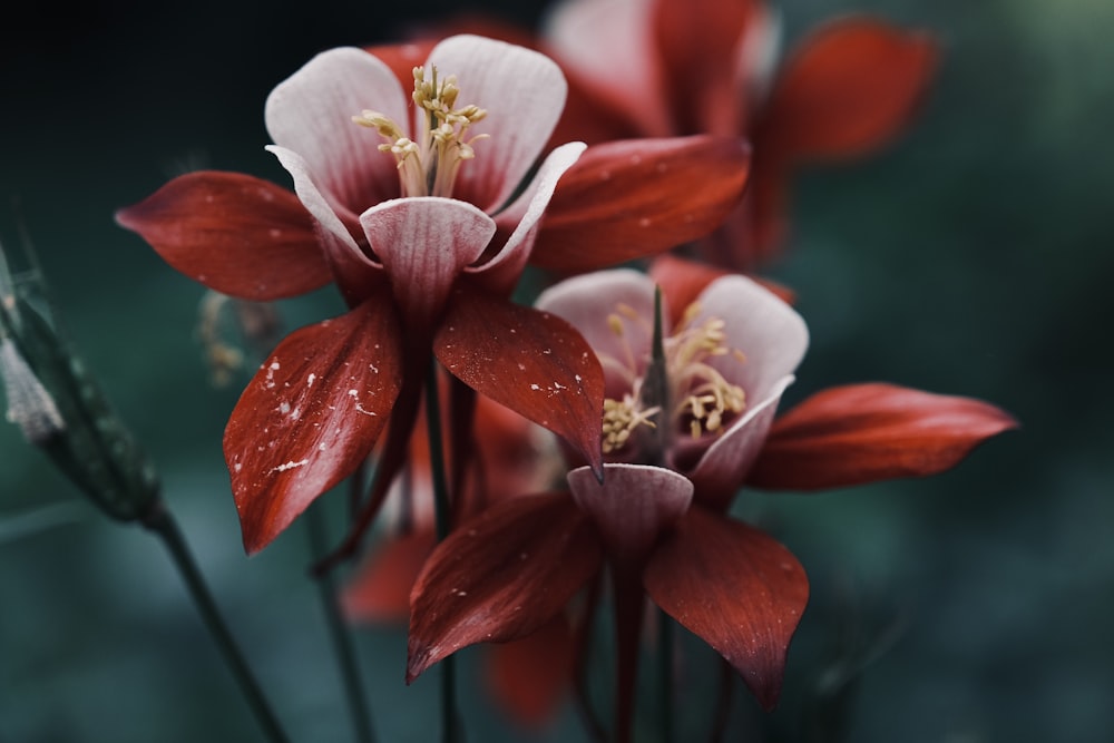 a bunch of red flowers with water droplets on them