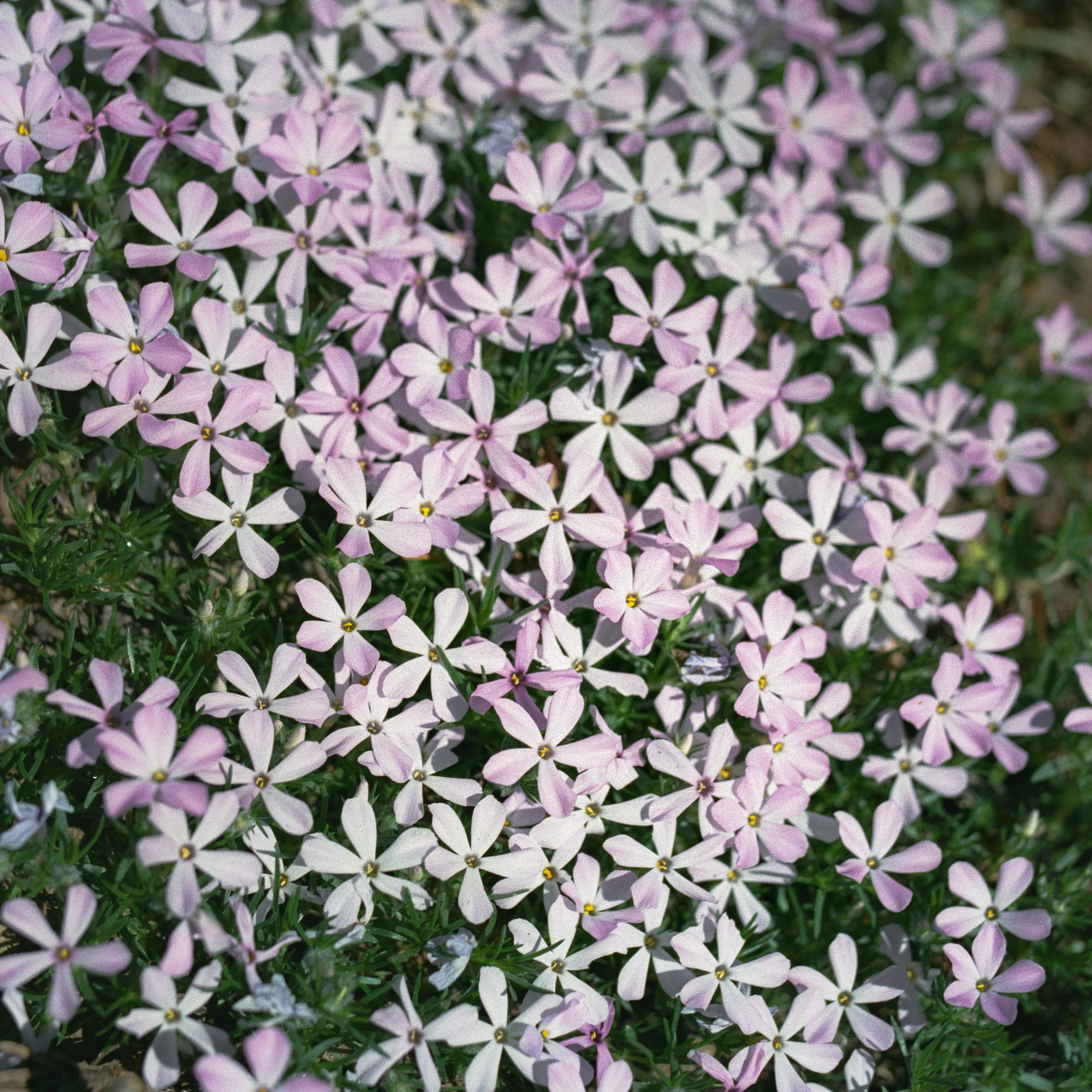 a bunch of purple and white flowers in a field