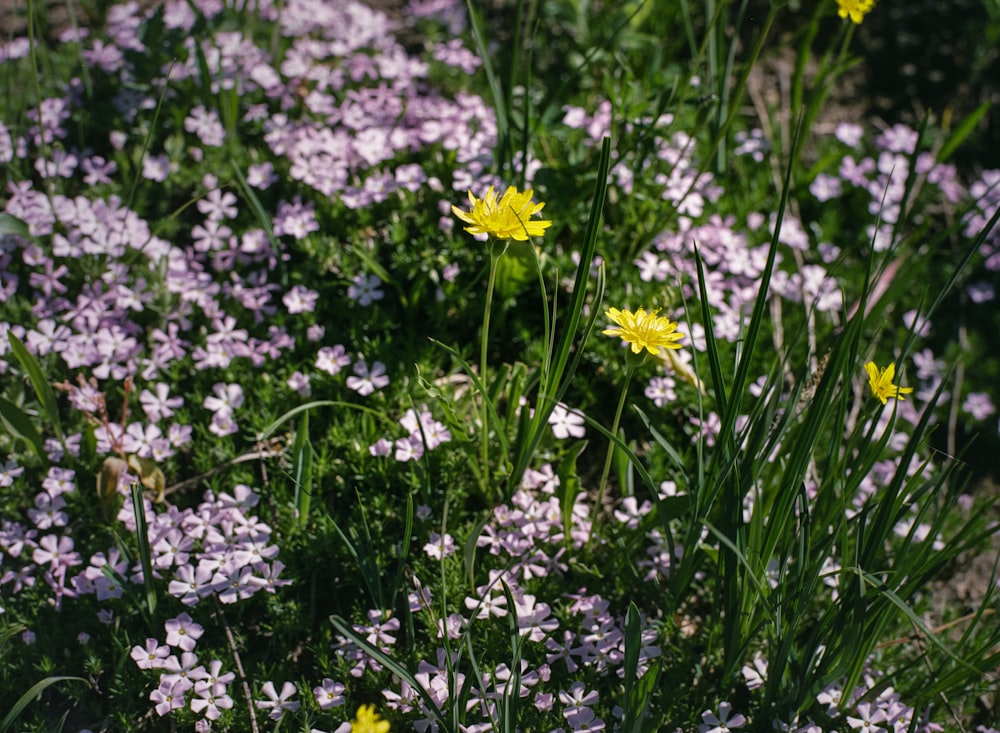 a bunch of flowers that are in the grass