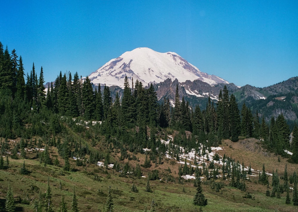 a snow covered mountain surrounded by pine trees