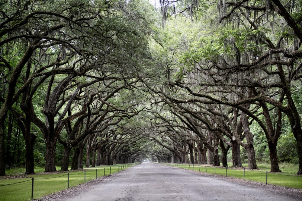 una strada fiancheggiata da alberi fiancheggiati da erba verde