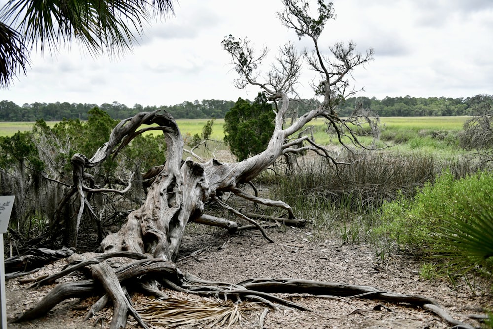 un albero caduto in un campo