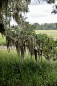 a tree with moss hanging from it's branches in a field