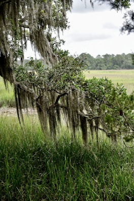a tree with moss hanging from it's branches in a field