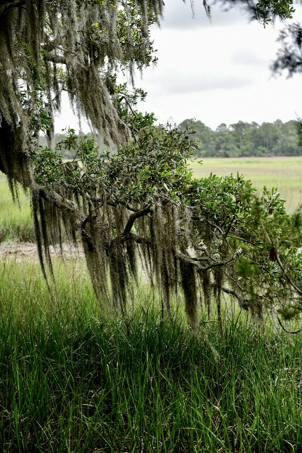 uma árvore com musgo pendurado em seus galhos em um campo