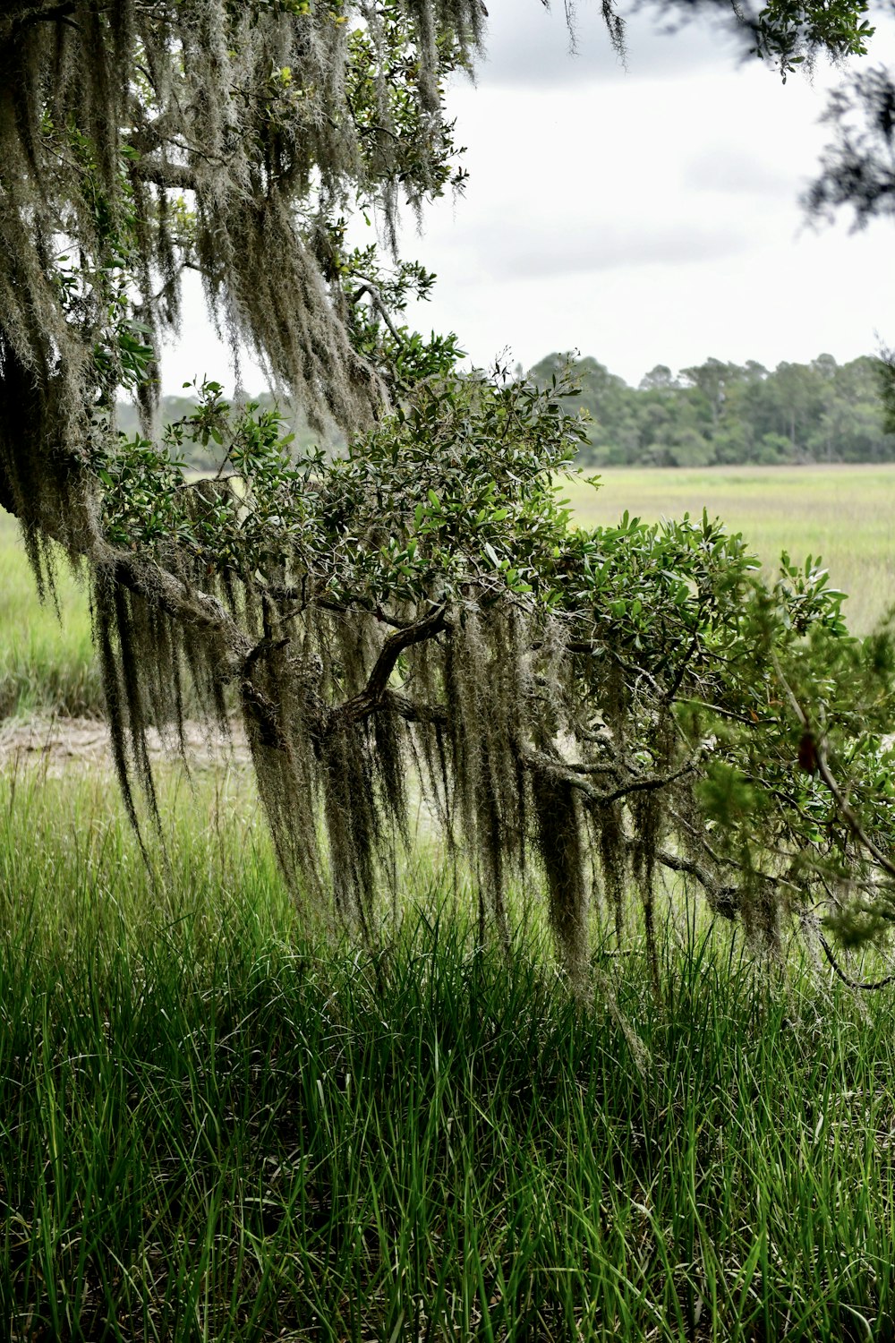 a tree with moss hanging from it's branches in a field