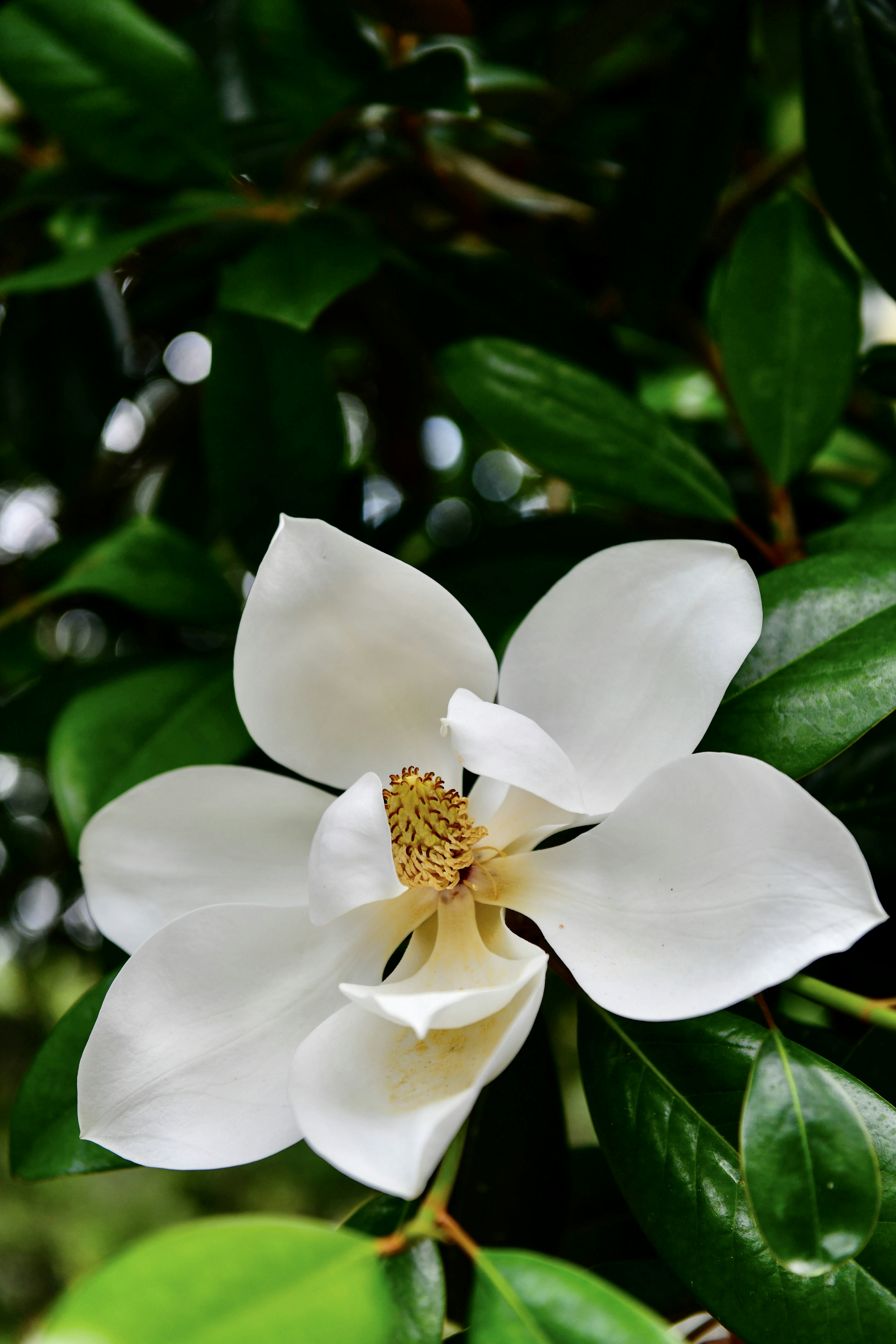 a white flower with green leaves in the background