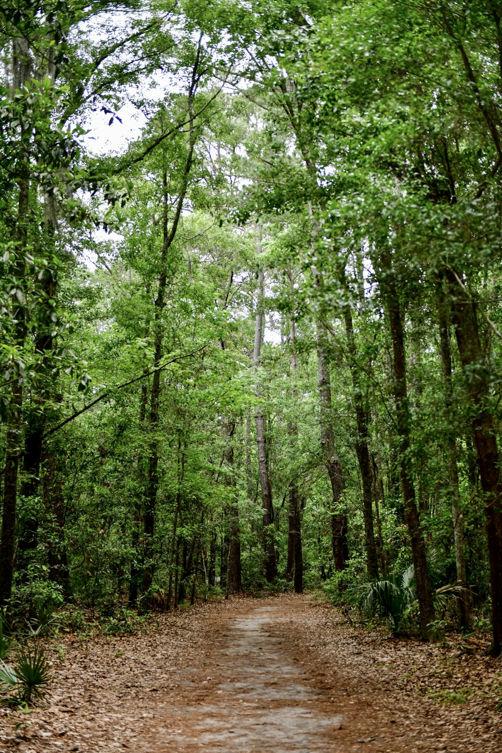 a dirt road in the middle of a forest