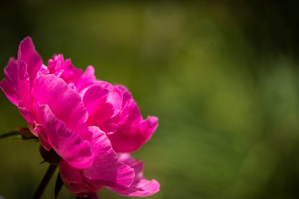 Eine Nahaufnahme einer rosa Blume mit verschwommenem Hintergrund