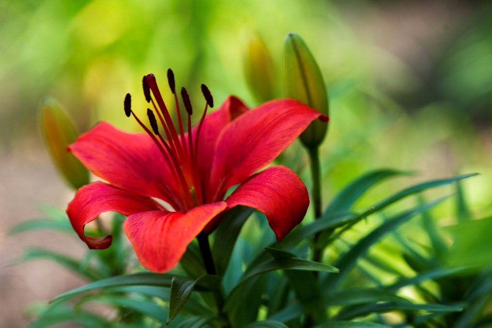 un fiore rosso con foglie verdi sullo sfondo