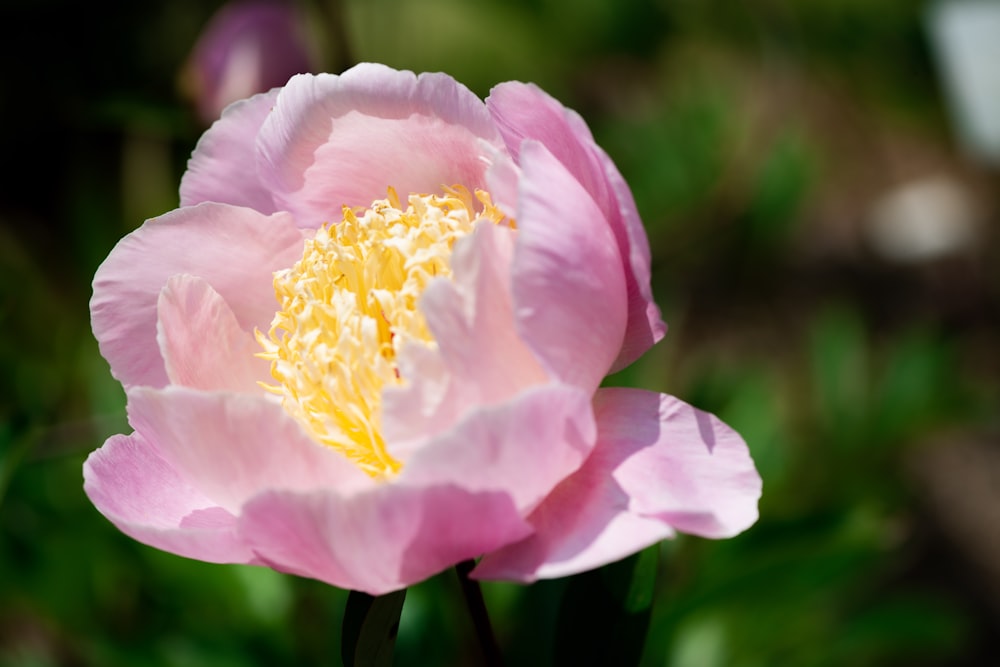 a close up of a pink flower with yellow stamen