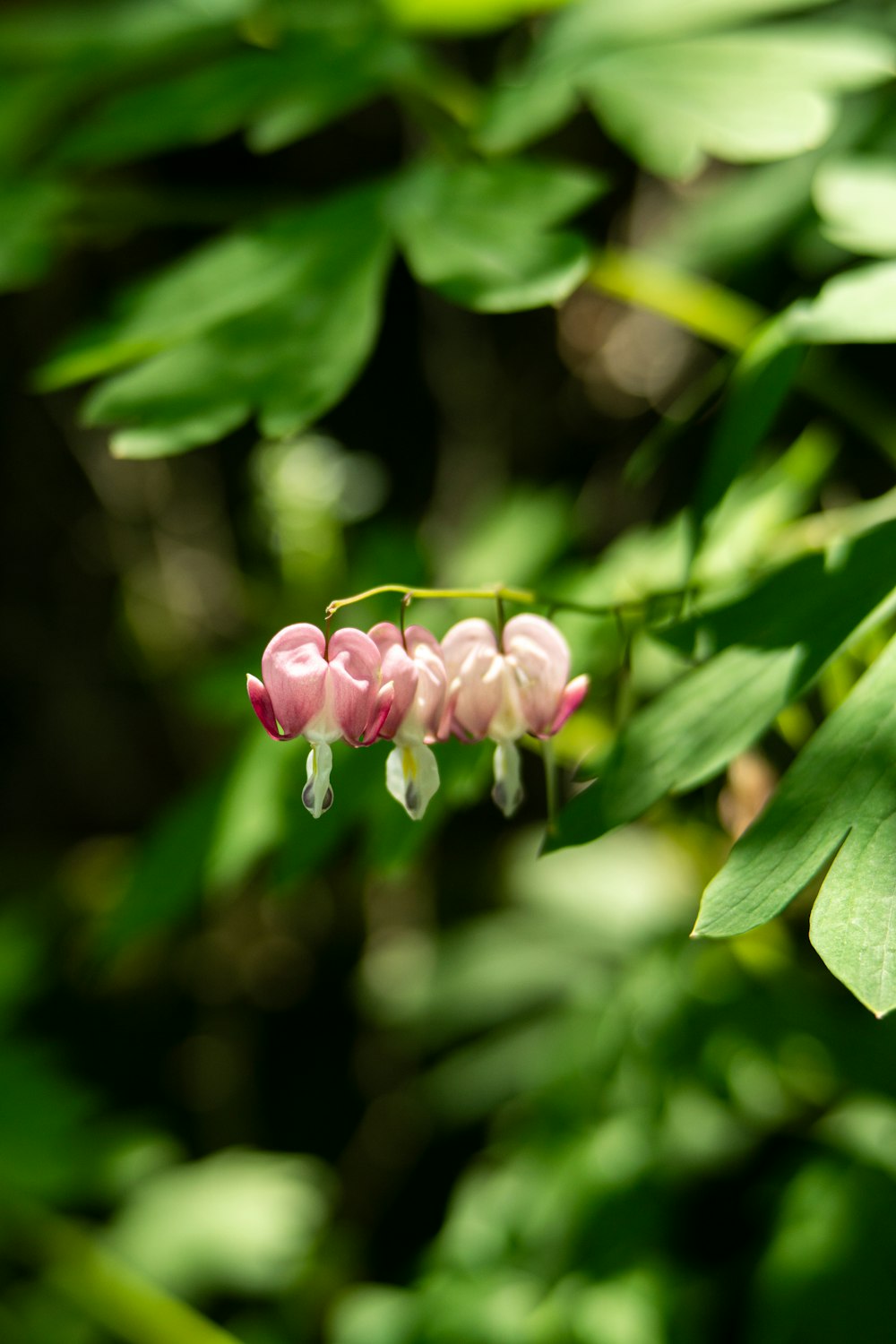 a group of pink flowers hanging from a green plant