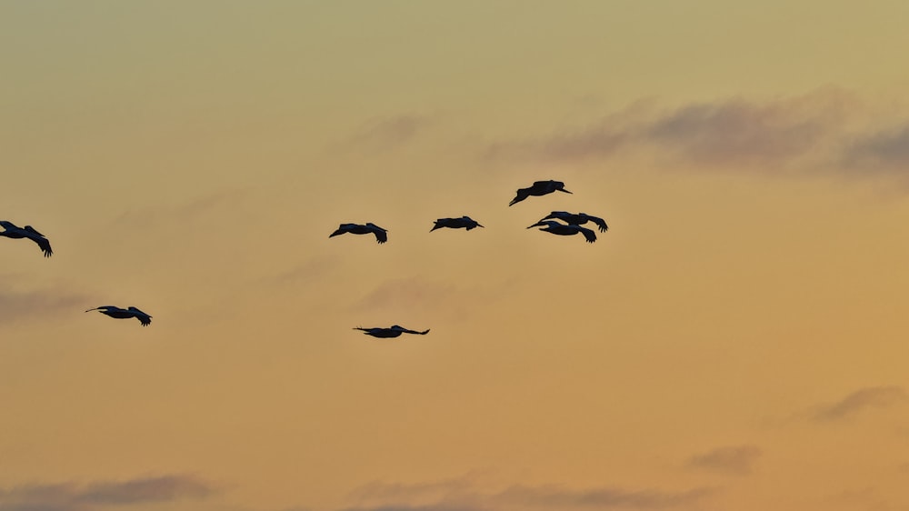 a flock of birds flying through a cloudy sky