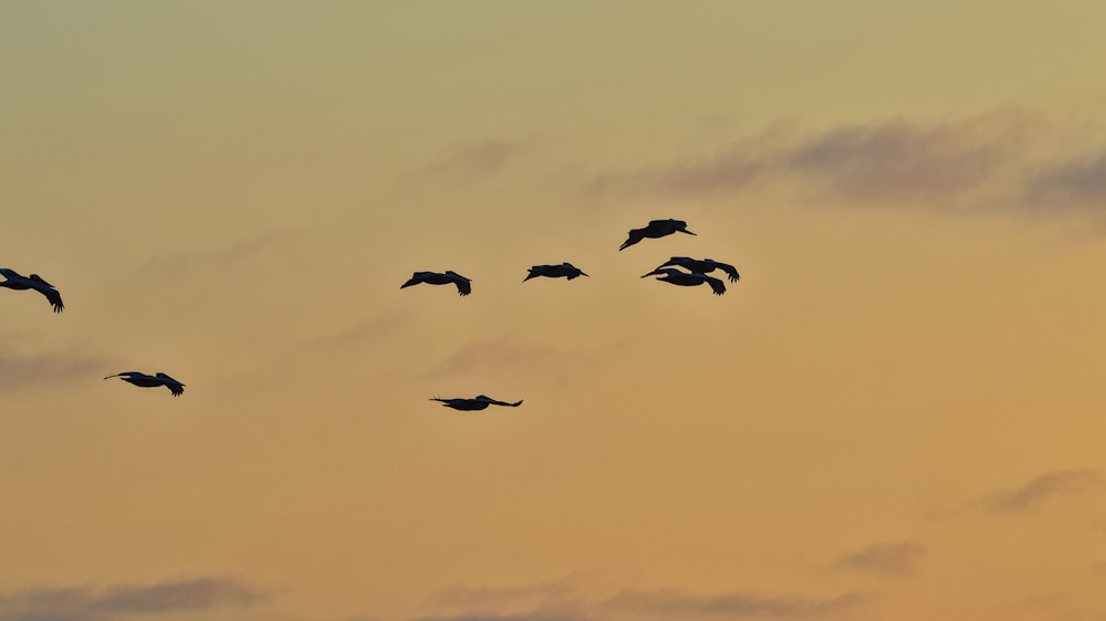 Una bandada de pájaros volando a través de un cielo nublado