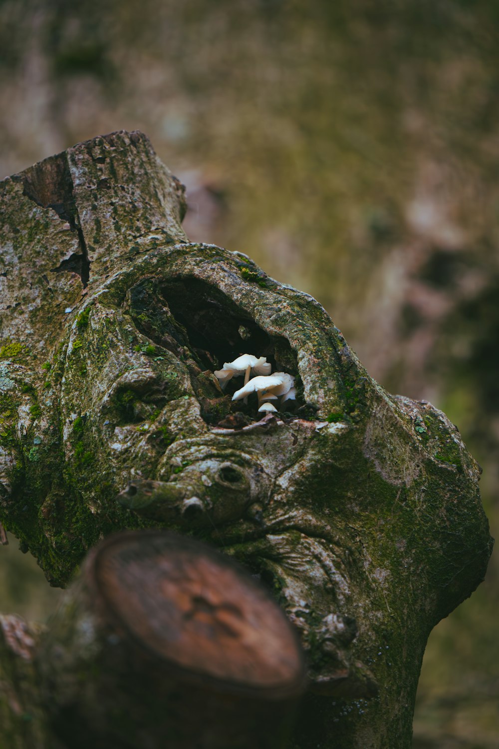 a close up of a tree trunk with mushrooms growing out of it