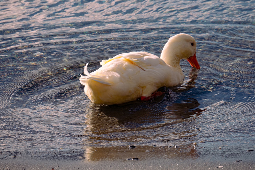 um pato branco flutuando em cima de um corpo de água