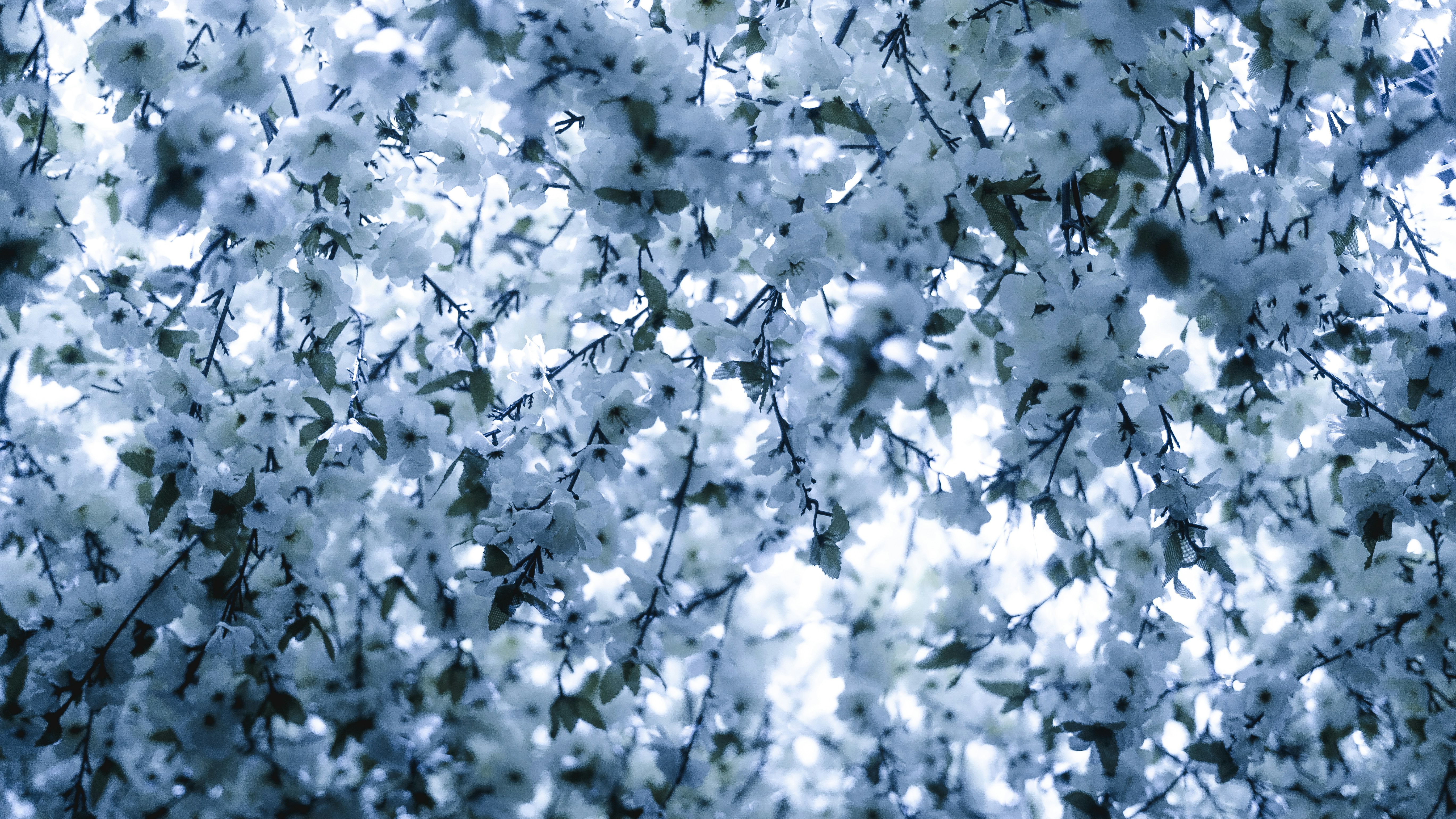a bunch of white flowers that are on a tree