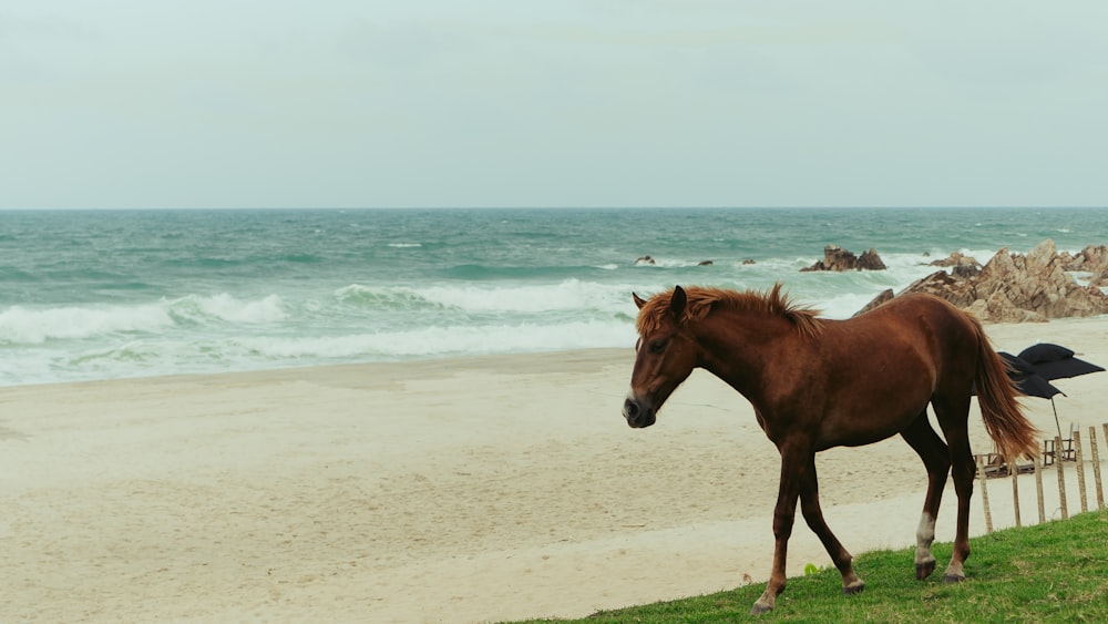 a brown horse standing on top of a lush green field