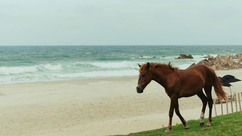 Brown horse in a green paddock