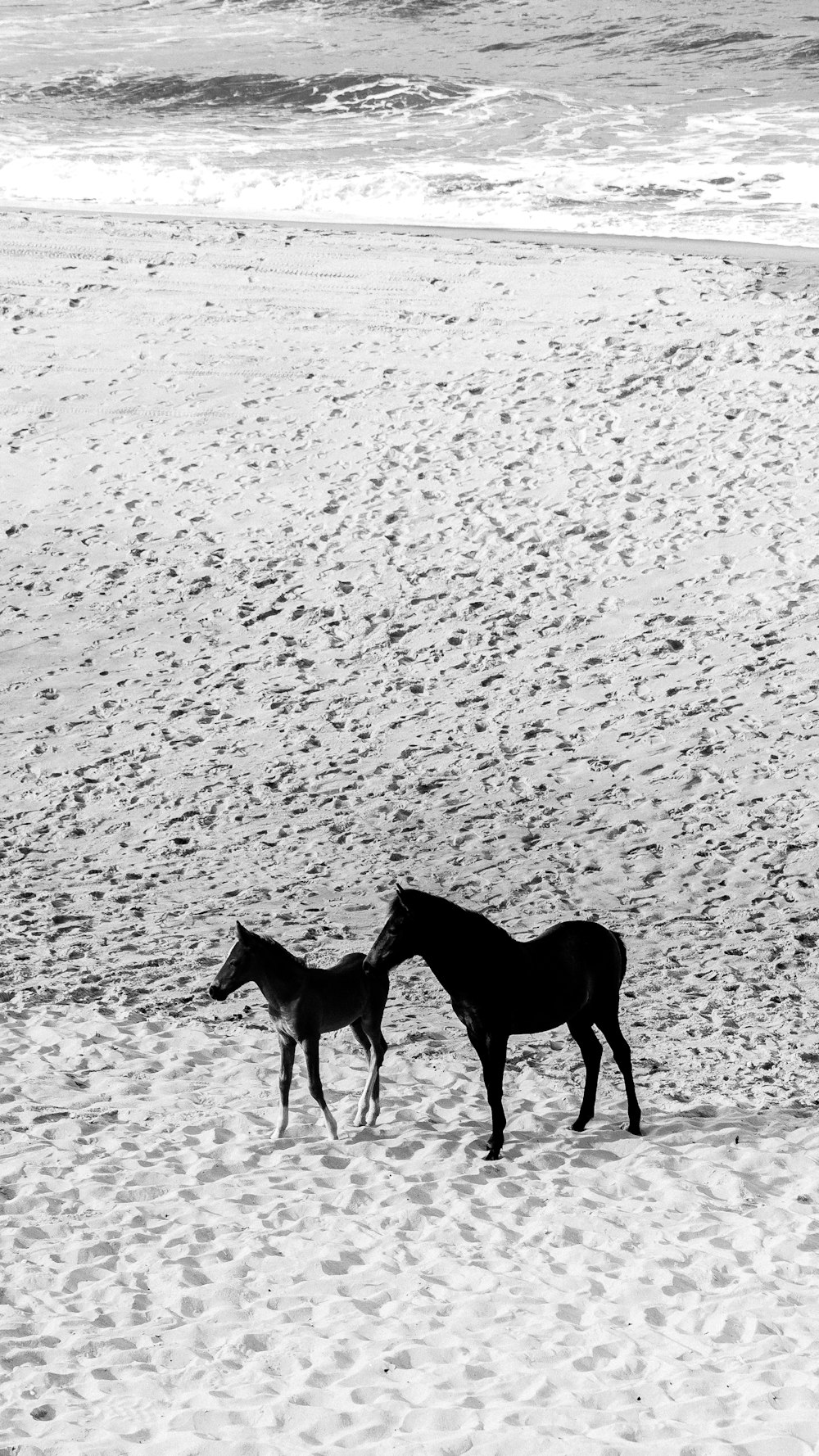 a couple of horses standing on top of a sandy beach